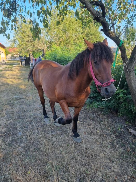 Vând cal vârstă 10 ani