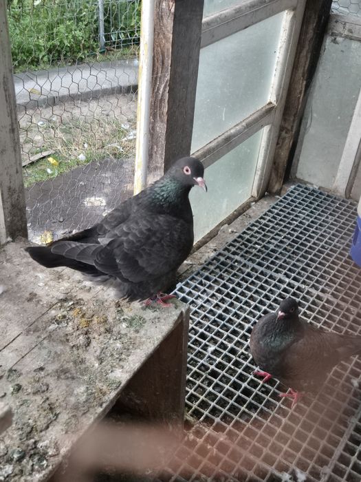 De vanzare porumbei texani