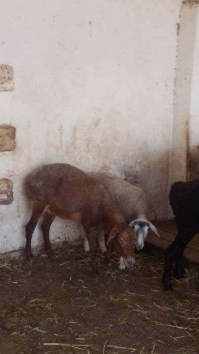 Семіз қойлар сатылады