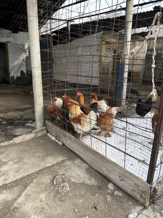 Продам петухов и кур