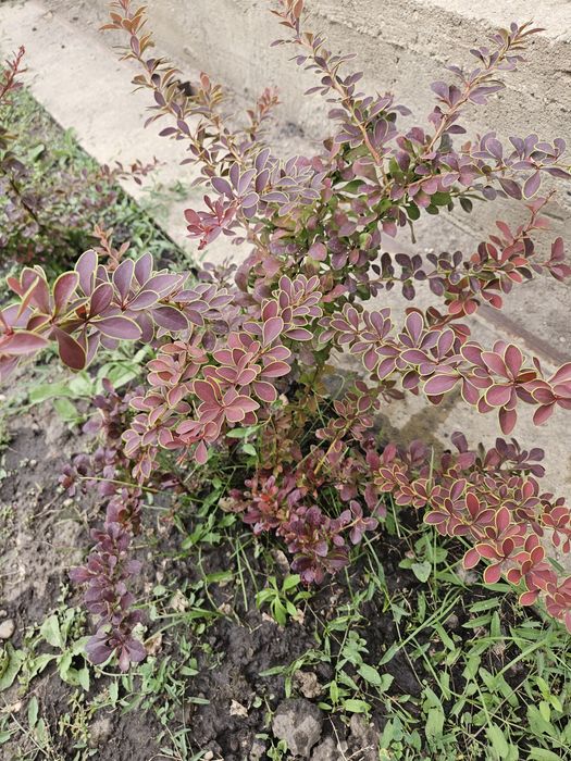Vand Berberis variegata