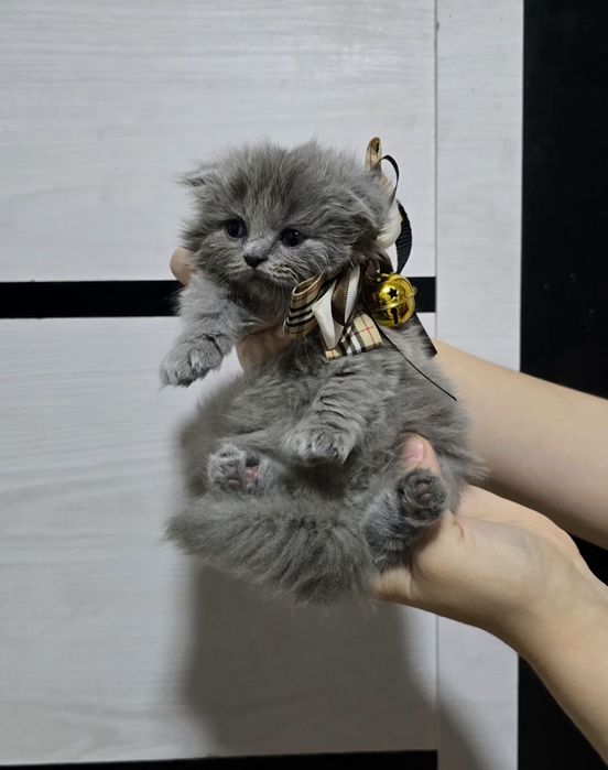 Британский фолд и страйд