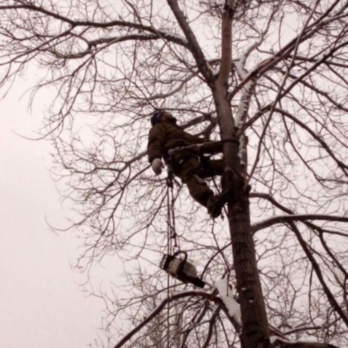 Спилим деревья от 5000тг