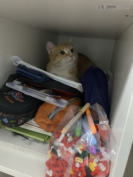 Отдадим кошку и кота в хорошие руки