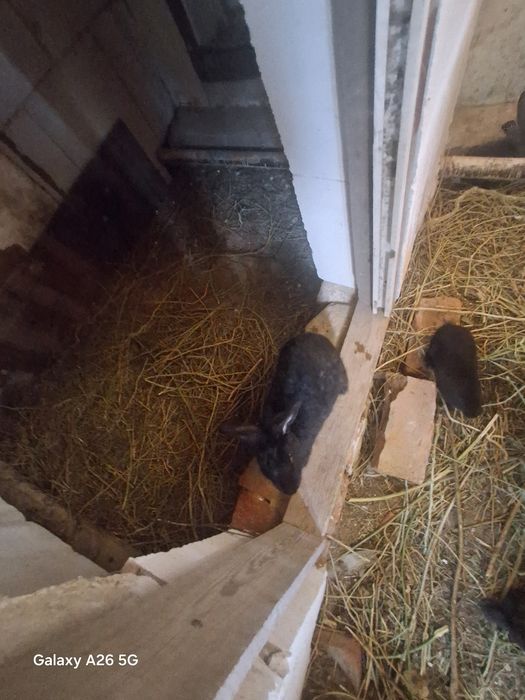 Продам 6 кроликов
