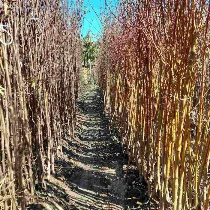 Овощни дръвчета-перфектно качество