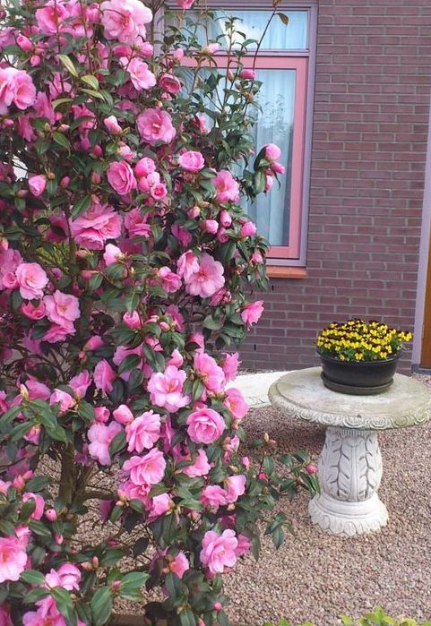 Camelia Japonica