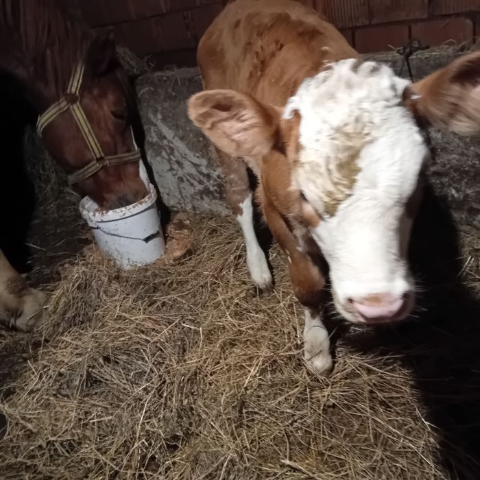 Vând vița de 5 săptămâni