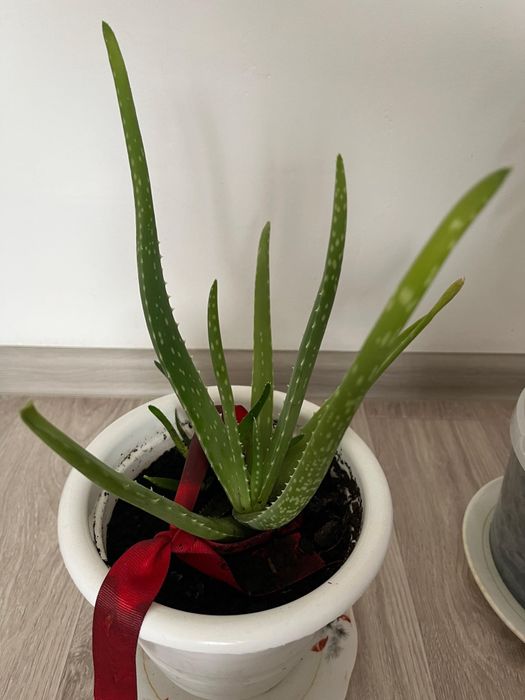 Комнатные домашние цветы