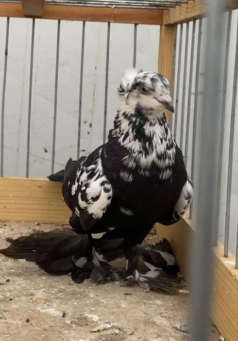 Голуби сочи, жучка и жёлтый