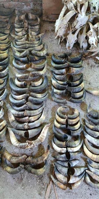 Рога за маски най-новите