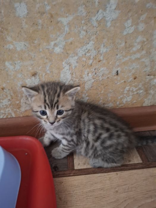 Отдам котенка в добрые руки