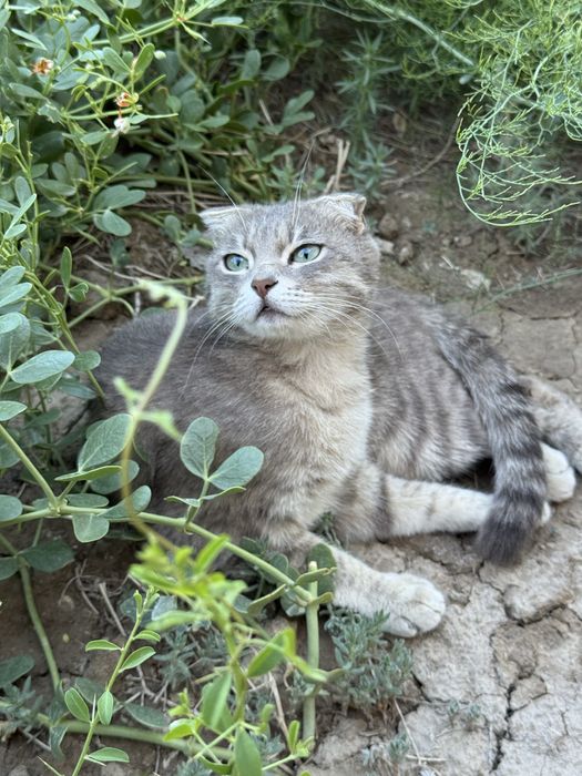Кошку в добрые руки