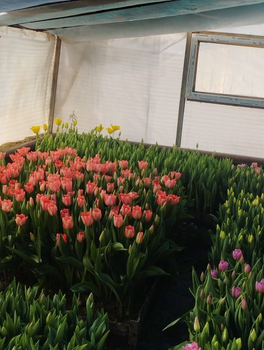 Продаю тюльпаны оптом и в розницу.