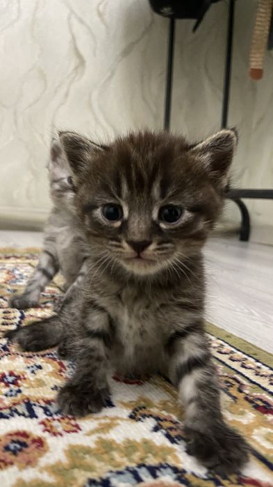 Продаются котята мальчики пишите в ватсап