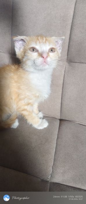 Вислоушка девочка котенок