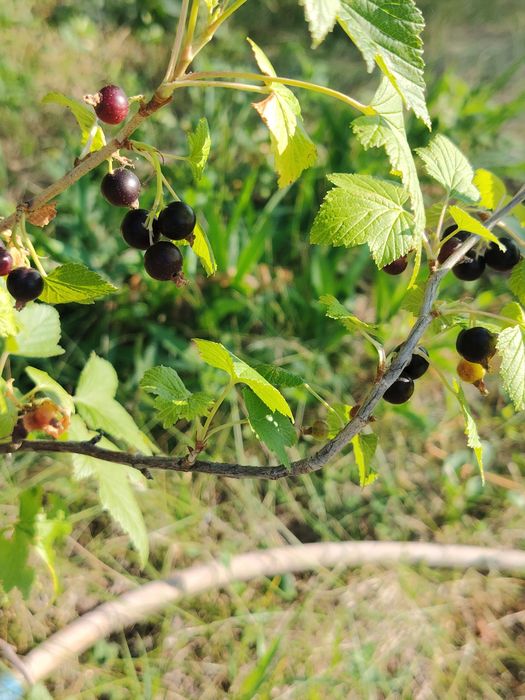 Продам дачу сад Березка