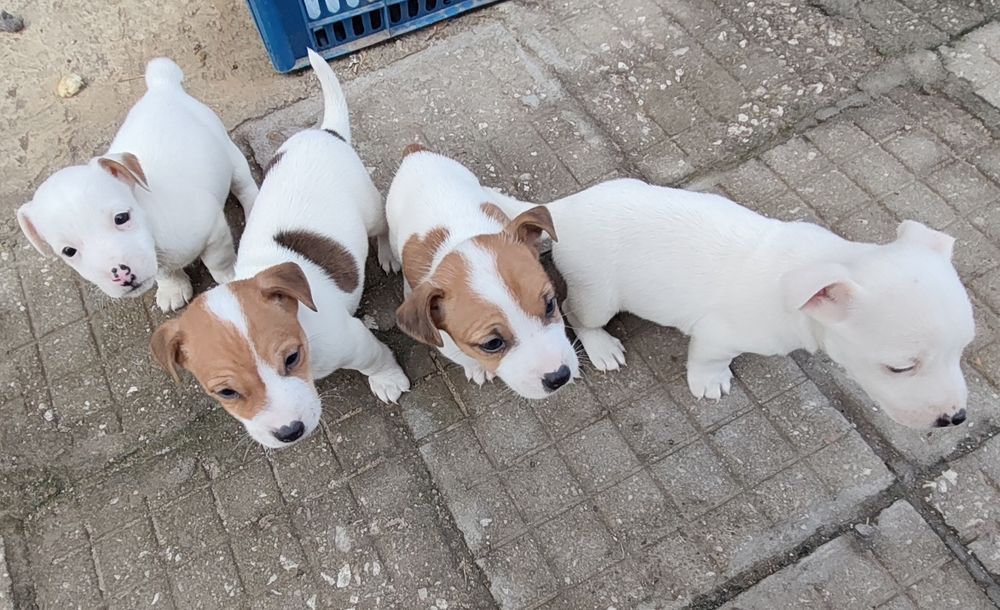 Джак Ръсел Териер