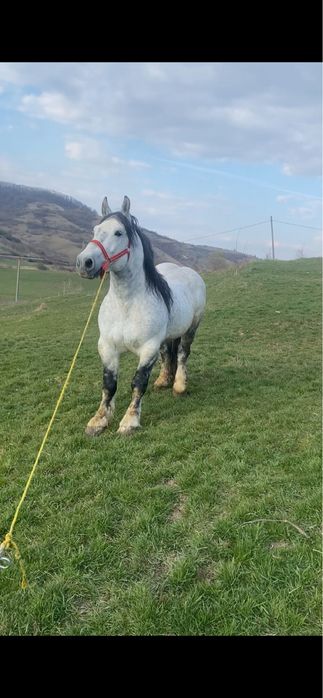 Armasar de vanzare sau schimb