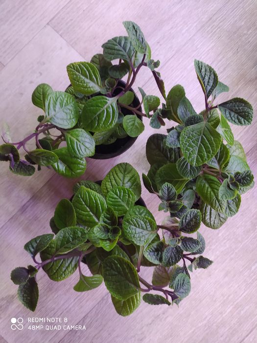 Колеусы вегетативные