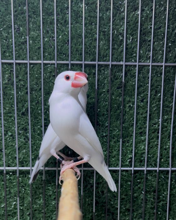 Рисовый амадин