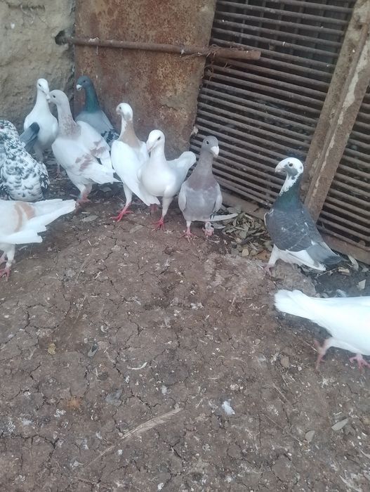 Vand porumbei voiajori germani 6 bucăți albi,preț 50 lei bucata