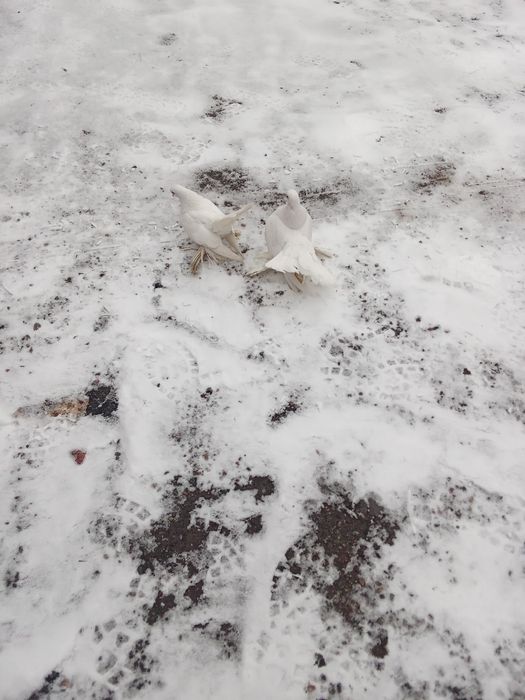 Павлины  в паре  на прод