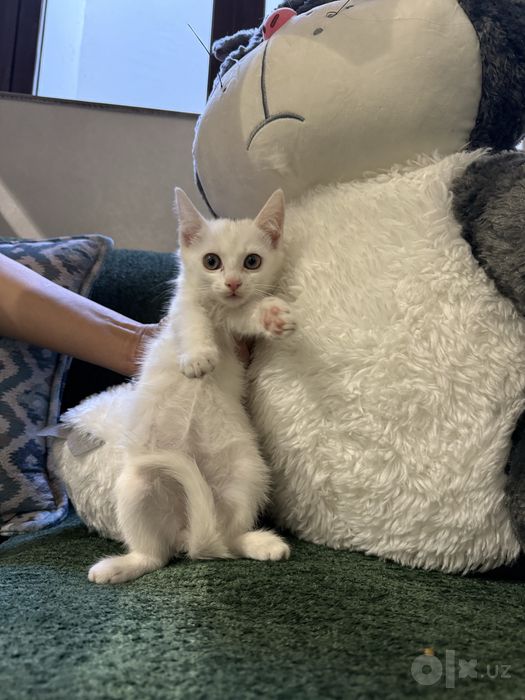 Отдам в добрые руки котята