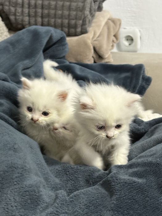 Персийски котенца