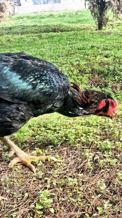 ELITA SHAMO DAKAN!
Baland bo‘yli, oyoqlari toshdek, xarakteri yirtqich