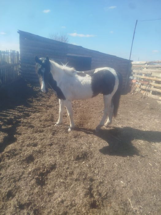 Сельхоз.животные