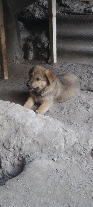 В добрые руки овчарка