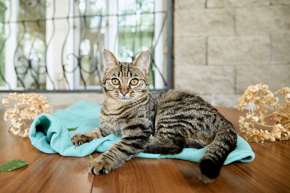 Миниатюрная кошечка, 1  год 3 месяца, девочка