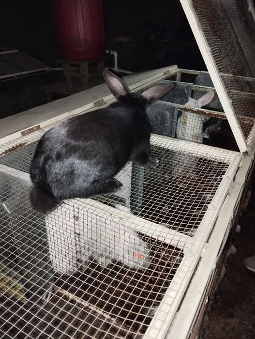 Сотилади гуштга куенлар  4-5 кг чикиб колади