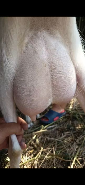 Capră saanen  tânără