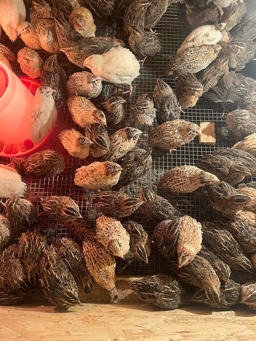 Бодене 35 кун 700тг