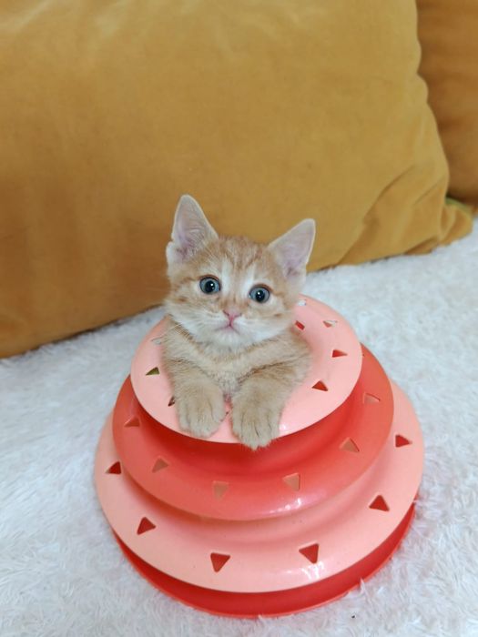 Очаровательные котята!