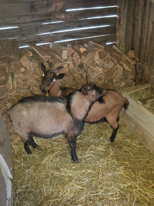 Vând țap rasa alpina franceza