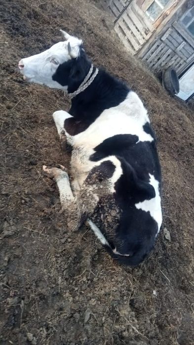 Продам корову с телёнком  бык, бычок,