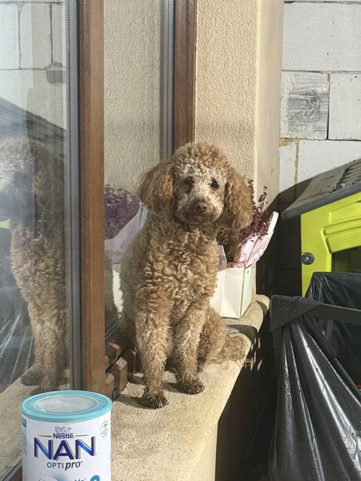 Pudel / poodle mascul