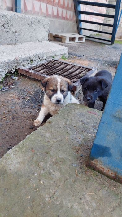 Щенята. Бесплатно.г. Шымкент.