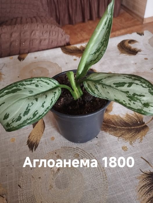 Продам комнатные растения