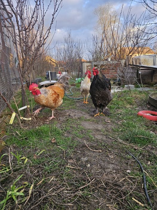 Cocosi sau cocosi: Ameraucana, Leghorn si mixt