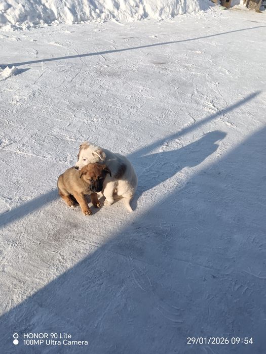 Отдам в хорошие добрые руки