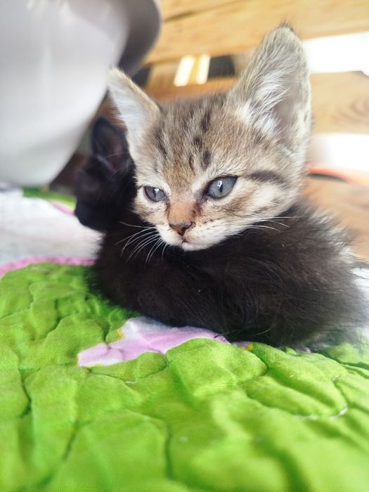 Отдам котят с доставкой