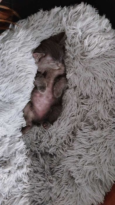 Котенок в добрые руки