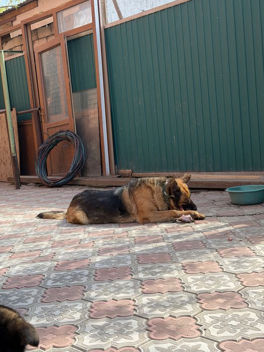 Немецкая овчарка