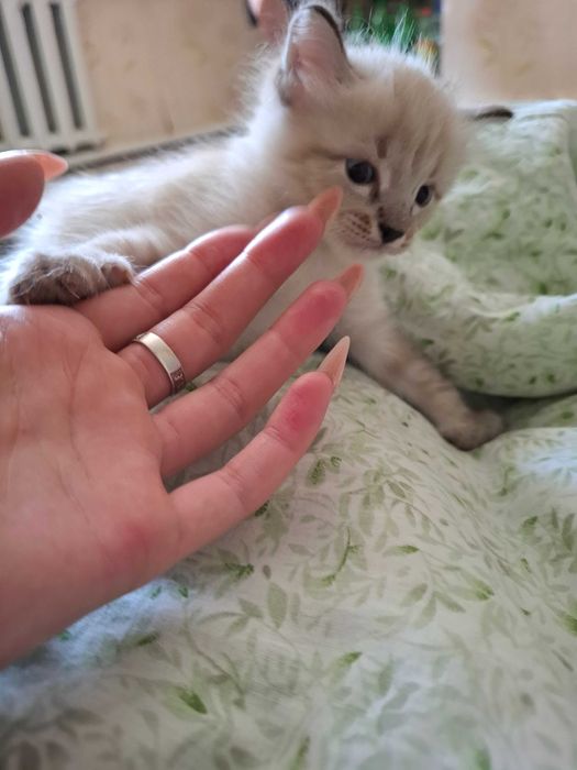 Отдам котенка в добрые ручки
