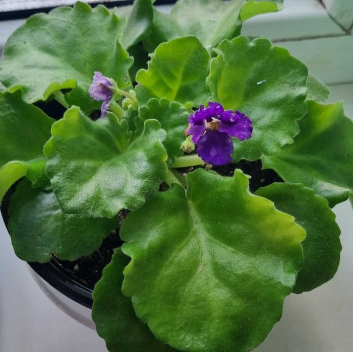 Продам детки фиалок