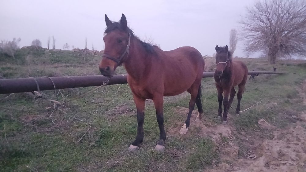 Biya sotiladi ona bola